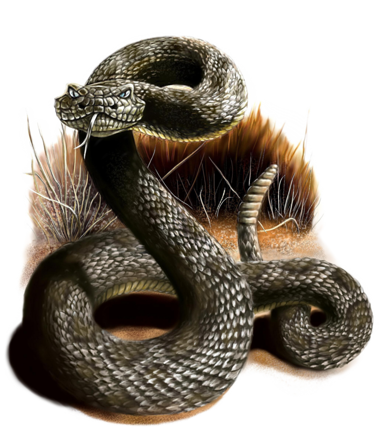 Logo Rattlesnake-Saloon.com